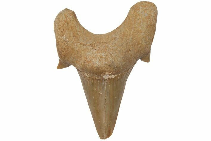 Fossil Shark Tooth (Otodus) - Morocco #211879